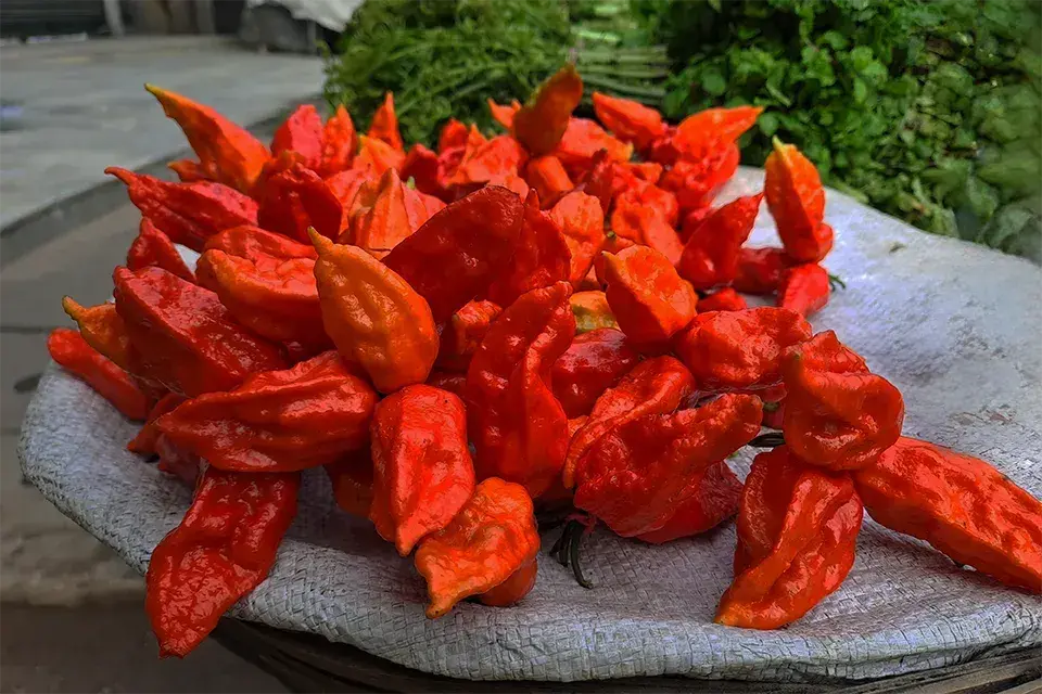 Bhut Jolokia and Assam’s Spicy Love Affair